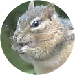 Ed
