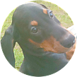Dan