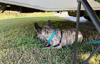 Your Home on Wheels! Furry friend approved!