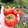 Reviewer Photo