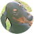 Dan