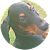 Dan