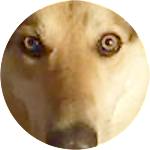 reviewer profile image