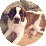 reviewer profile image