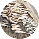 reviewer profile image