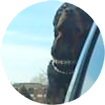 reviewer profile image