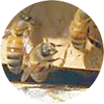 reviewer profile image