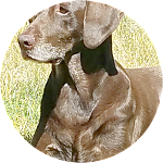 reviewer profile image