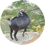 reviewer profile image