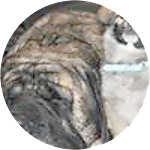 reviewer profile image