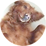 reviewer profile image