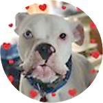 reviewer profile image