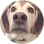 reviewer profile image