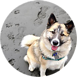 reviewer profile image