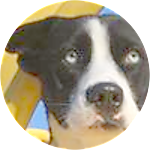 reviewer profile image