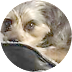 reviewer profile image
