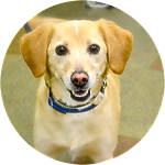 reviewer profile image