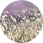 reviewer profile image