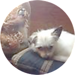reviewer profile image