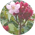 reviewer profile image