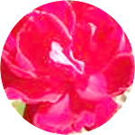 reviewer profile image