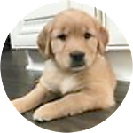 reviewer profile image