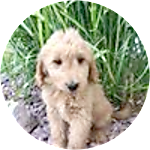 reviewer profile image