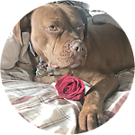 reviewer profile image