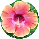 reviewer profile image