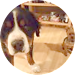 reviewer profile image