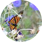reviewer profile image