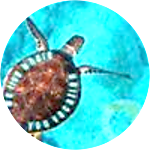 reviewer profile image