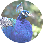 reviewer profile image