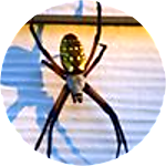 reviewer profile image