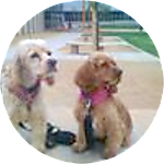 reviewer profile image