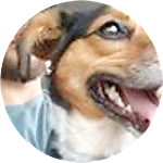 reviewer profile image