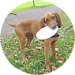 reviewer profile image