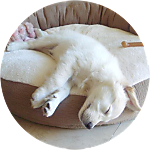 reviewer profile image