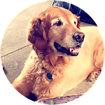 reviewer profile image