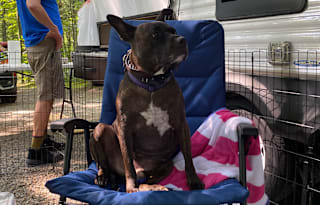 The Dog's Vacation House