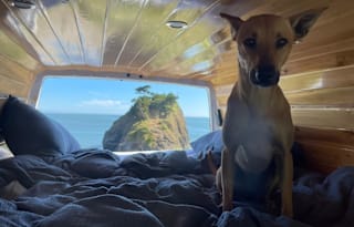Odie The HighRoof Sprinter