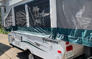 2010 palomino yearling y4103
