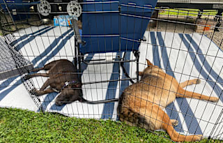 The Dog's Vacation House