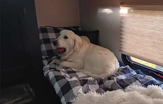 Beau Skye and Willow Dawn's Dog Friendly RV Rental