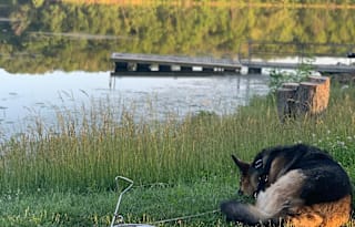 Family & Dog Friendly! 2018 Keystone RV Passport