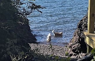 Camper's Cove:  Luxury on Lake Superior (Pup too!)