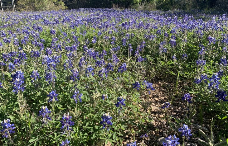 Take scenic pictures with the Bluebonnets while they are still in season!