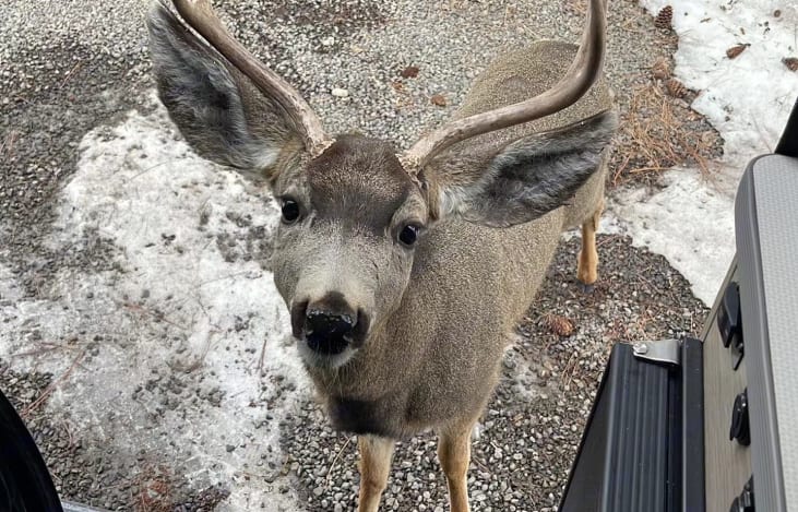 Your RV looks comfy. Can I come inside too?