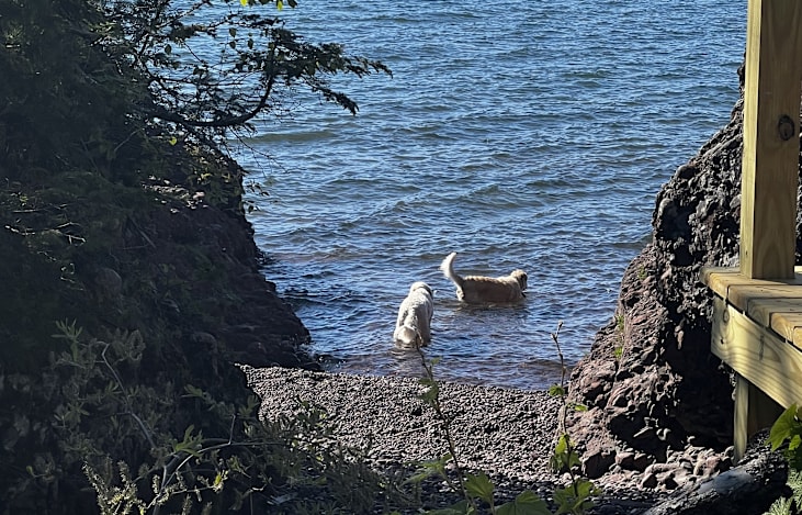 Pup Friendly!  
This is Kewee (Kiwi) and Rocky, our goldendoodles.  They may visit you as their GPS collars allow them free roam :)